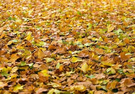 dried leaves on lawn