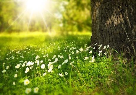 spring flowers in lawn 