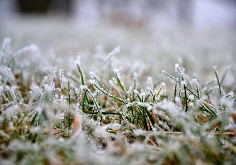 snow on lawn