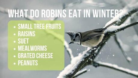 what do robins eat in winter