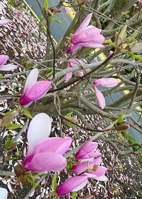 Magnolia champaca  ~  and some thoughts of my school days !!
