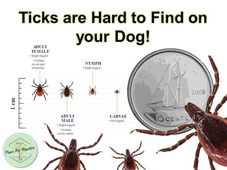 Ticks don't follow rules: How to prepare your dog for tick season