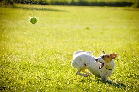 5 fitness activities you can do with your dog (first three are just amazing!)