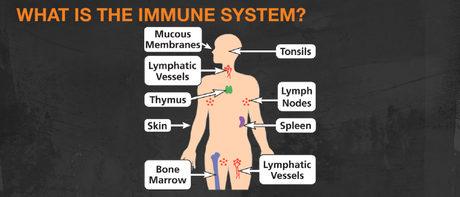 Healthy Habits for Immunity & How to Prevent Getting Sick