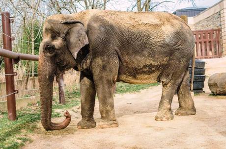 Ambika - elephant gifted by India euthanised in Smithsonian Zoo