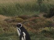 Chilean Adventure: From Penguins Vineyards