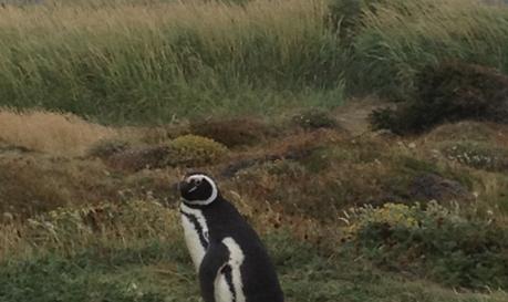 A Chilean Adventure: From Penguins to Vineyards