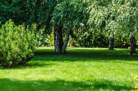 3 Tips for Adding More Green to Your Yard