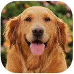 10 Best Dog Whistle Apps To Train Your Dog
