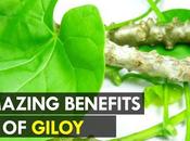 Health Benefits Giloy