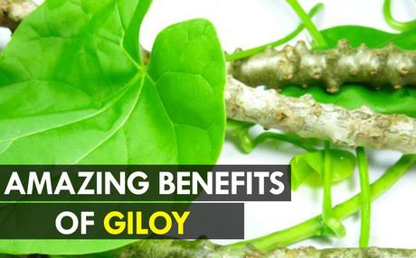 Health Benefits of Giloy