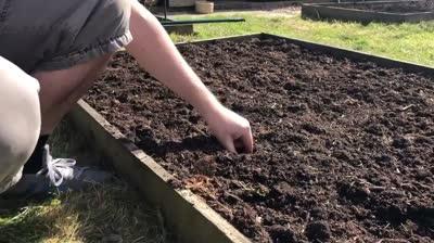 Easy way to plant potatoes – The Garden Smallholder