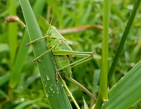 Tips for protecting your home and garden from insects