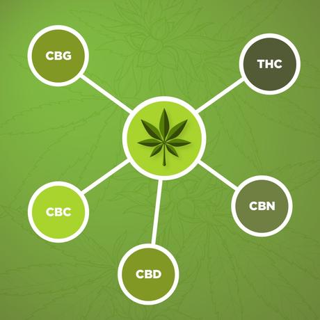 What Is the Cannabinoid System