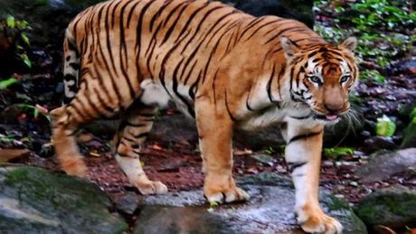 tiger at Bondla Zoo