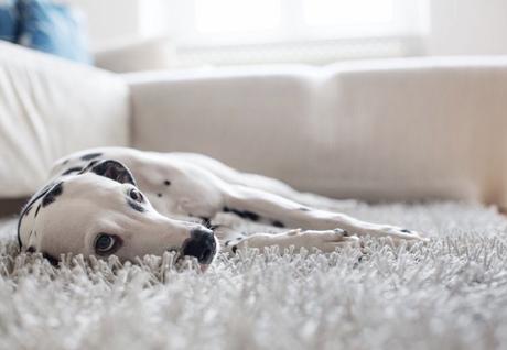 5 Ways to Remove Pet Stains and Odours Naturally