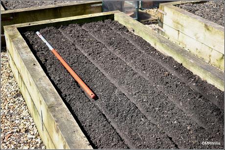 Sowing carrots and parsnips
