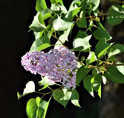 Oh, the Flowers!