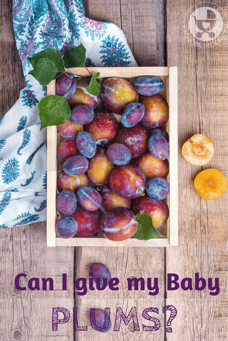 Everyone loves a nice, ripe, juicy plum, especially since it's packed with nutrients. Today, we look at plums and babies - can I give my baby plums?