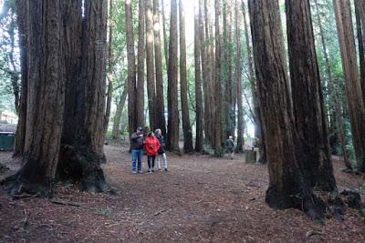 UNDER THE GOLDEN GATE BRIDGE and A WALK IN THE REDWOODS: Marin County, CA