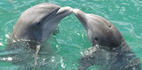 Image: Dolphin Kiss, by Romuald Bézard on Pixabay