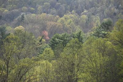 A Symphony of Greens