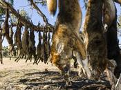 South Australia Still Killing Dingoes