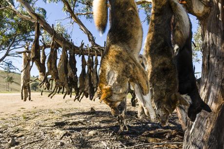 South Australia is still killing dingoes