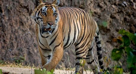 Photo Courtesy - Timothy Brooks; Tigers