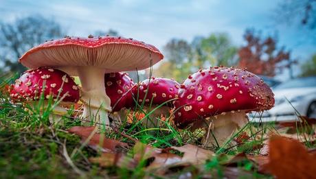 Image: Red Fly Agaric Mushroom, by Alexander Kliem on Pixabay