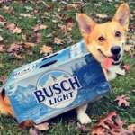 Bush Will Give You Free Beer for Three Months When You Foster a Dog