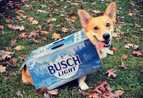 Bush Will Give You Free Beer for Three Months When You Foster a Dog