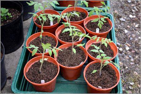 Potting-on tomato plants