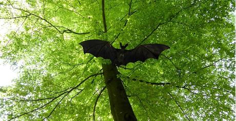 Image: Bat in a Tree, by Mnanni on Pixabay
