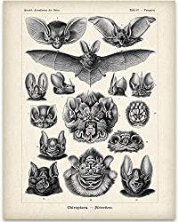 Image: Ernst Haeckel Bats Illustration | 11x14 Unframed Art Print | Great Biology Lab Decor or Gift Under $15 for People Who are Fascinated with Bats | by Personalized Signs by Lone Star Art