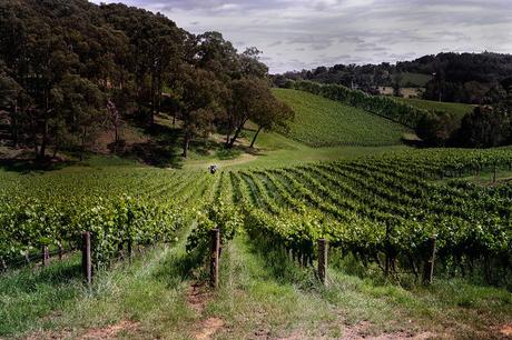 A beginner’s guide to the best wine regions to visit in Australia A beginner’s guide to the best wine regions to visit in Australia