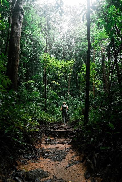 Jungle Surfing-Daintree Rainforest