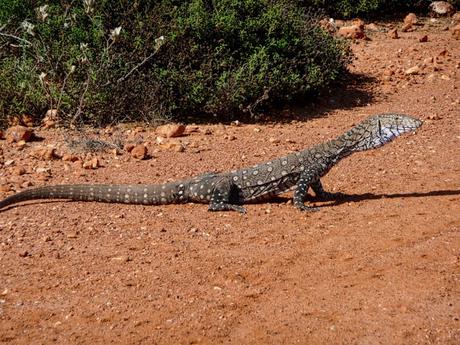 The Incredible Animals of the Aussie Outback