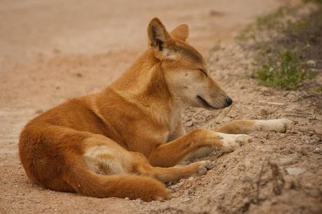 The Incredible Animals of the Aussie Outback