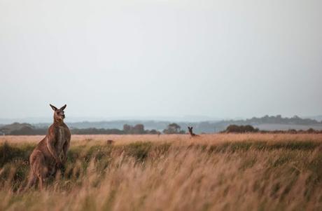 The Incredible Animals of the Aussie Outback The Incredible Animals of the Aussie Outback