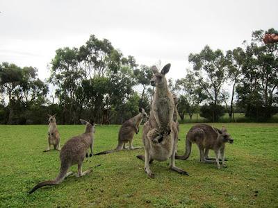 Why Phillip Island is more than just penguins Why Phillip Island is more than just penguins