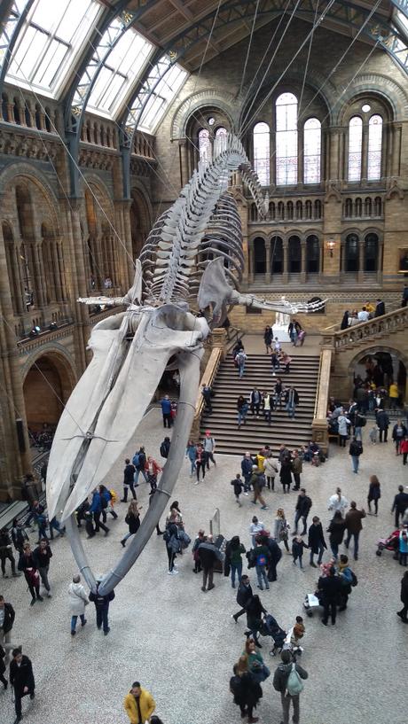 Dead as a Dodo Dead as a Dodo