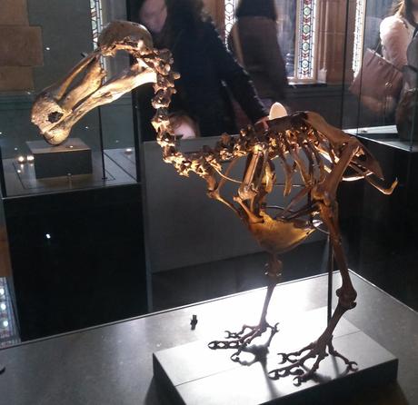 Dead as a Dodo Dead as a Dodo