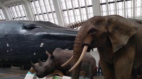 Dead as a Dodo Dead as a Dodo