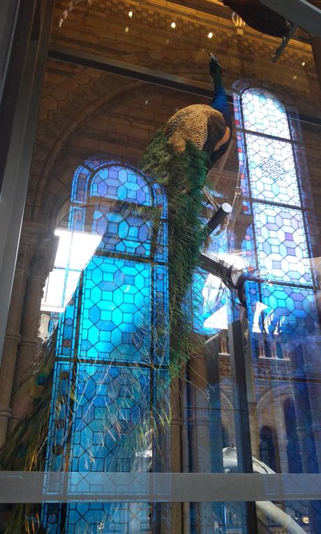 Dead as a Dodo Dead as a Dodo