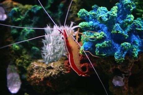 Finding Nemo in the Great Barrier Reef