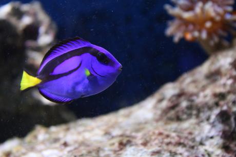 Finding Nemo in the Great Barrier Reef