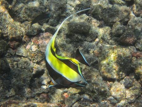 Finding Nemo in the Great Barrier Reef