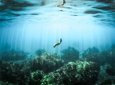 Liveaboard on the Great Barrier Reef!