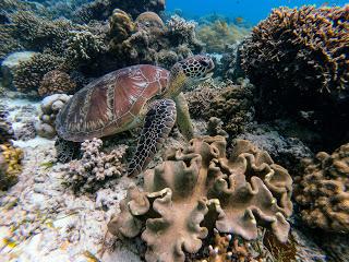 Liveaboard on the Great Barrier Reef!